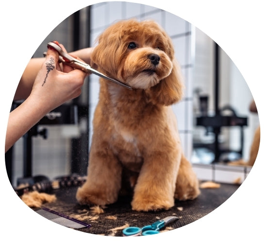 PET EQUIPMENTS