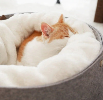 pet bedpet bed