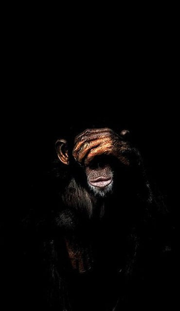 Abstract Monkey Wall Art CanvasAbstract Monkey Wall Art Canvas