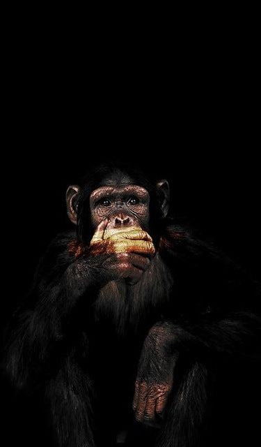 Abstract Monkey Wall Art CanvasAbstract Monkey Wall Art Canvas