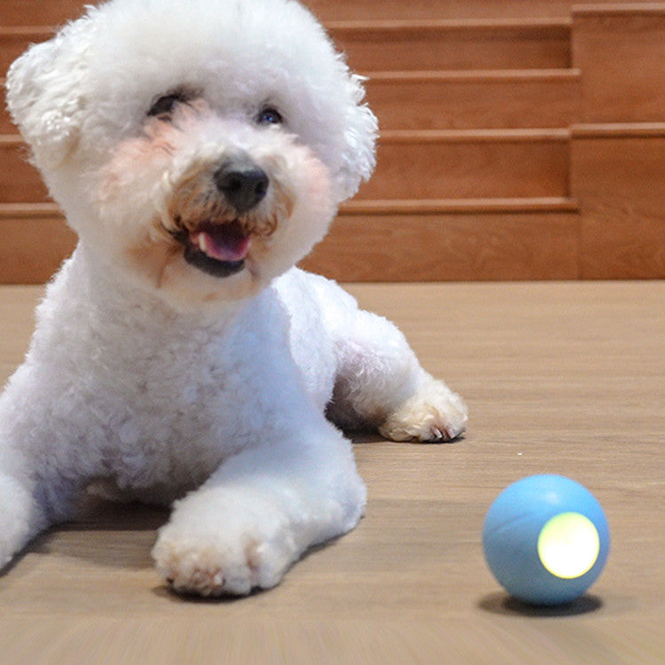 Cat Interactive Ball cat toys